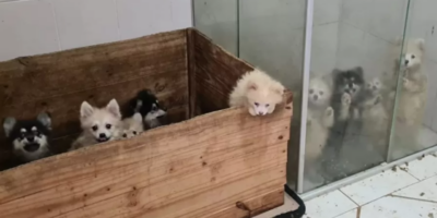 Maus-tratos: Cães Lulu da Pomerânia são resgatados