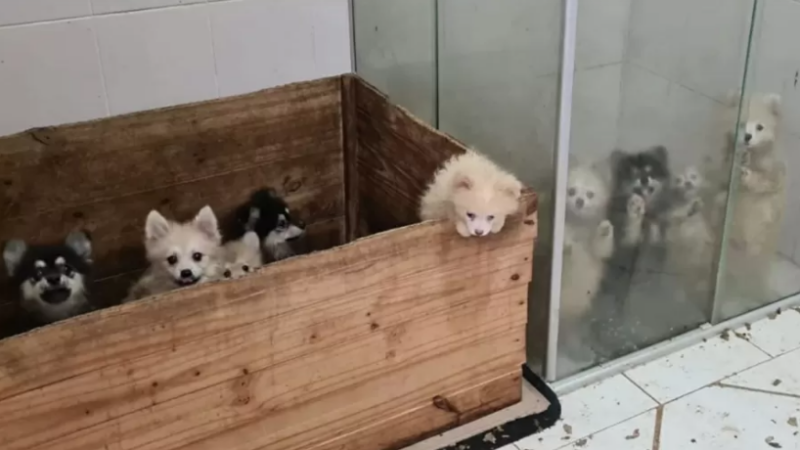 Maus-tratos: Cães Lulu da Pomerânia são resgatados