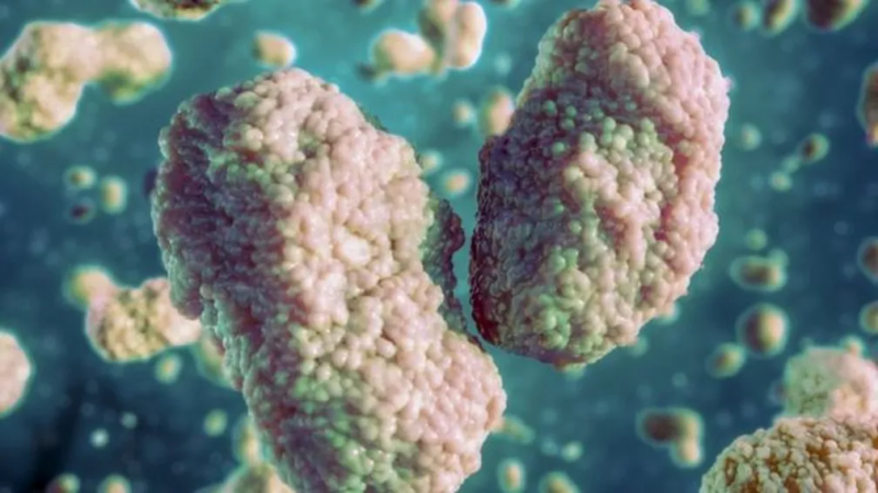 Saúde descarta 16 suspeitas da varíola dos macacos