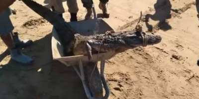 Jacaré aparece em praia de Búzios e assusta banhistas