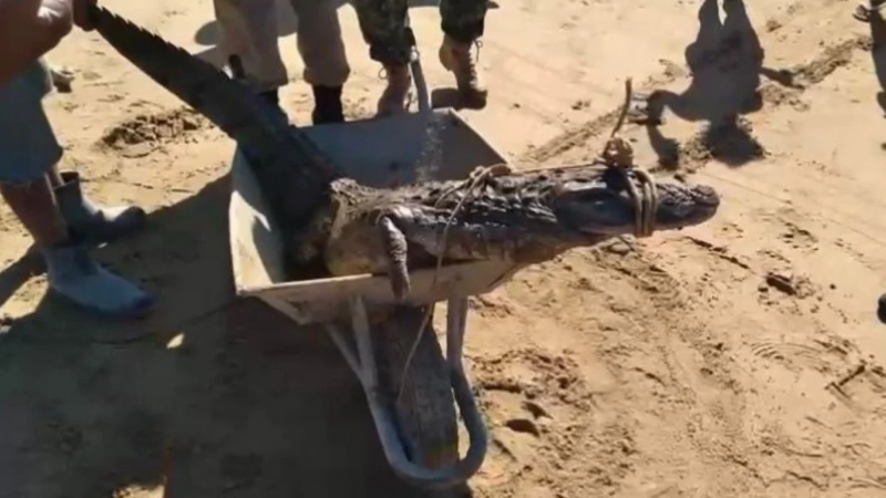 Jacaré aparece em praia de Búzios e assusta banhistas