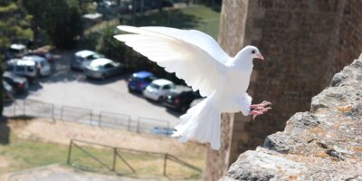 Todos juntos pela paz