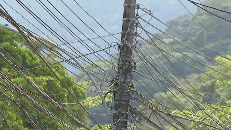 Concessionárias de energia podem ser obrigadas a custear tratamento de animais feridos em redes elétricas