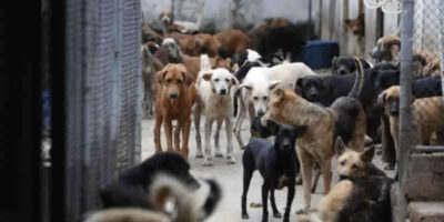 Mobilização para promover a defesa e proteção dos animais no Estado do RJ