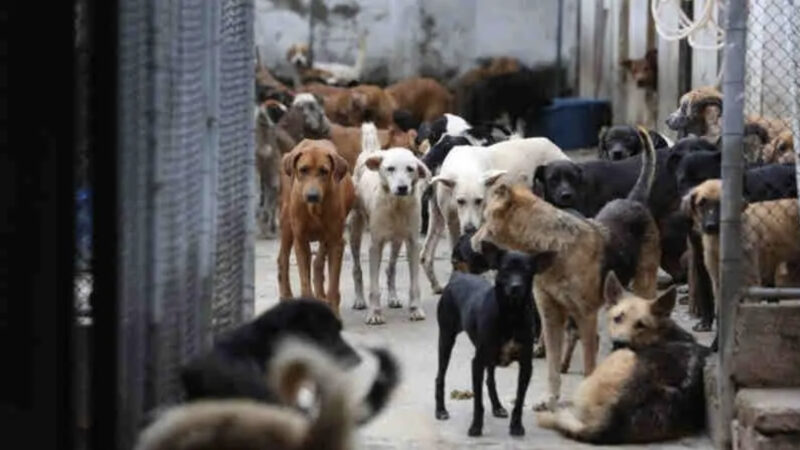 Mobilização para promover a defesa e proteção dos animais no Estado do RJ