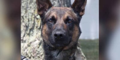 Conheça Yoda, o cachorro policial dos EUA que mordeu e capturou o brasileiro Danilo Cavalcante