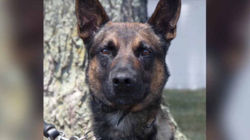 Conheça Yoda, o cachorro policial dos EUA que mordeu e capturou o brasileiro Danilo Cavalcante