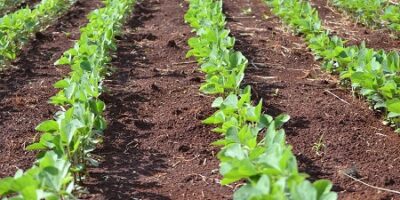 Regulamentada lei que isenta ICMS na conta de luz do produtor rural