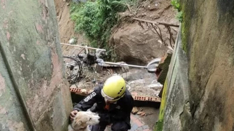 Voluntários que salvaram animais na tragédia de Petrópolis vão ganhar a Medalha Tiradentes