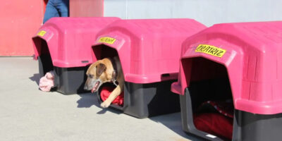 Aprovada a lei que cria o Selo Empresa Amiga do Animal no Estado do Rio