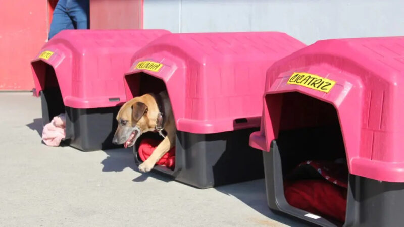 Aprovada a lei que cria o Selo Empresa Amiga do Animal no Estado do Rio