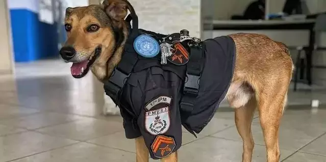 Sargento Oliveira, o vira-lata caramelo da PM, dá dicas para proteger seu pet dos fogos