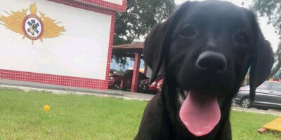 Canil do Corpo de Bombeiros recebe reforço de novo filhote e equipamentos para atuar no período de chuvas