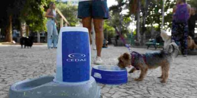 Governo do Rio promove hidratação para pets durante a onda de calor