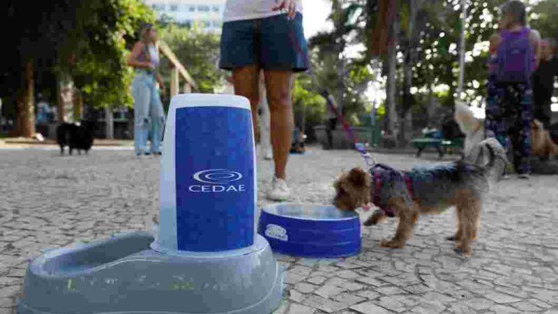 Governo do Rio promove hidratação para pets durante a onda de calor