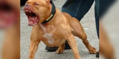 Rio teve 792 ataques de cães em janeiro. Até quando?