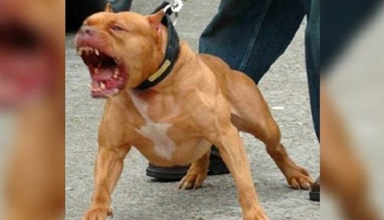 Rio teve 792 ataques de cães em janeiro. Até quando?