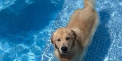 Até quando? Cadela desaparecida é encontrada morta em quintal de adestrador