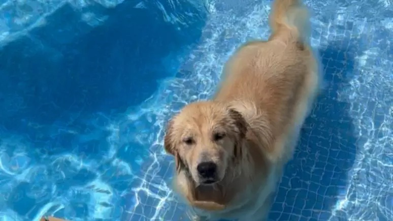 Até quando? Cadela desaparecida é encontrada morta em quintal de adestrador