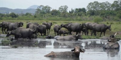 Capitão Nelson aposta na produção rural do ‘Pantanal Fluminense’