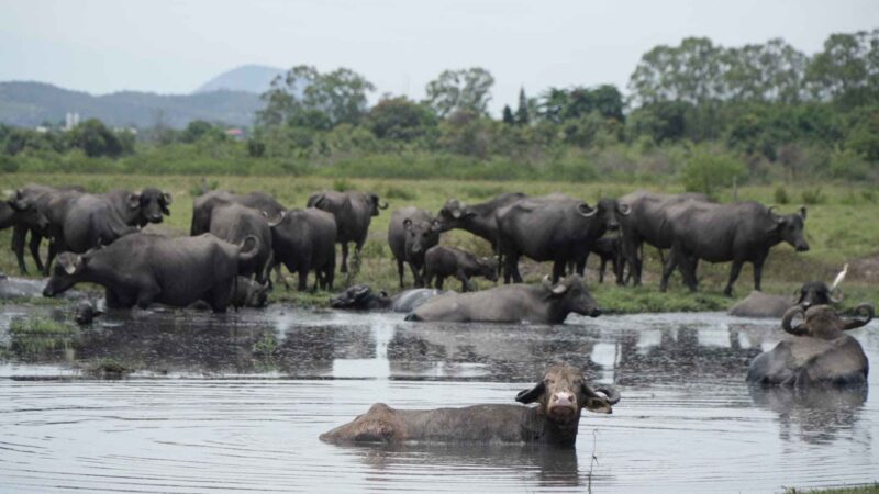 Capitão Nelson aposta na produção rural do ‘Pantanal Fluminense’