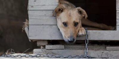 Delegacias registram, em média, dois casos de maus-tratos contra animais por dia no RJ