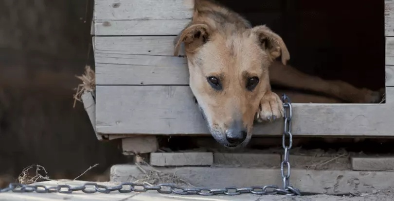Delegacias registram, em média, dois casos de maus-tratos contra animais por dia no RJ