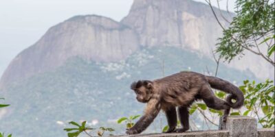 Tráfico de animais: polícia prende dois, com cobras e macaco dopados dentro de mochila