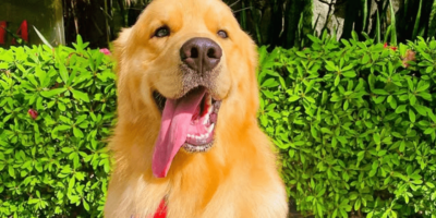 Lei Joca avança no Senado e reforça proteção a animais em voos