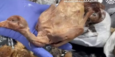 Polícia fecha restaurante por servir pombo no lugar de pato assado