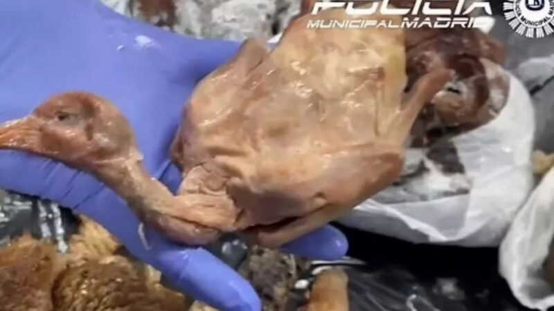 Polícia fecha restaurante por servir pombo no lugar de pato assado