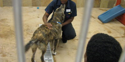 Lei obriga creches e hotéis para pets no Rio a instalar câmeras de monitoramento