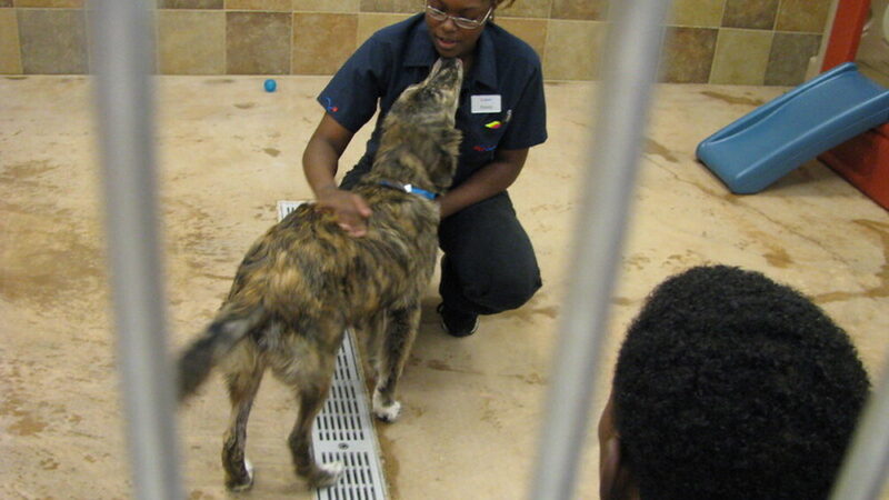 Lei obriga creches e hotéis para pets no Rio a instalar câmeras de monitoramento