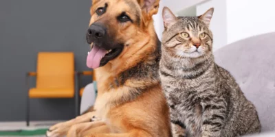 Governo Federal regulamenta RG gratuito para cães e gatos