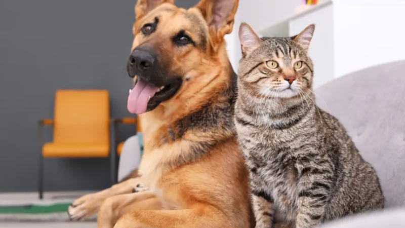 Governo Federal regulamenta RG gratuito para cães e gatos