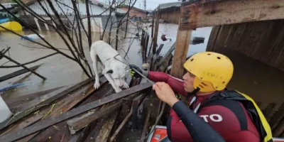 Bombeiros do Rio já resgataram mais de 5 mil animais em 2025