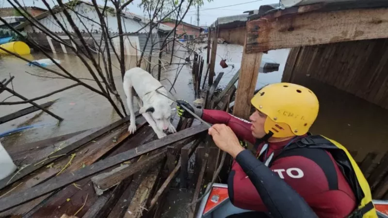 Bombeiros do Rio já resgataram mais de 5 mil animais em 2025