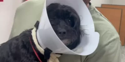 Hospital Veterinário da Mangueira vira drama: falta médico e fila trava