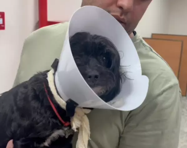 Hospital Veterinário da Mangueira vira drama: falta médico e fila trava