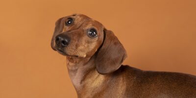 ‘Outubro Caramelo’: Rio tem nova lei de conscientização sobre a importância da castração e do combate ao câncer em animais