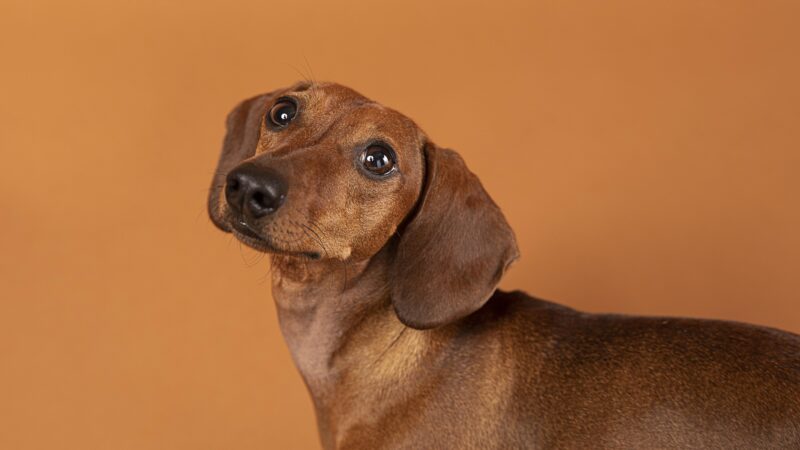 ‘Outubro Caramelo’: Rio tem nova lei de conscientização sobre a importância da castração e do combate ao câncer em animais