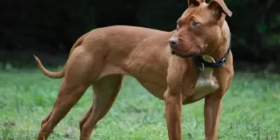 Governo de SC restringe circulação e impõe castração de pitbulls