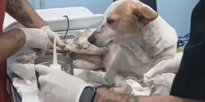 Cachorro baleado na Cidade de Deus é acolhido por ONG e tratado em clínica