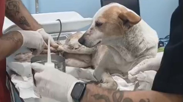 Cachorro baleado na Cidade de Deus é acolhido por ONG e tratado em clínica