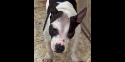 Cachorra é espancada por ordem do tráfico e resgatada no ES; ninguém foi preso