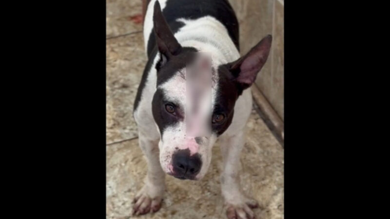 Cachorra é espancada por ordem do tráfico e resgatada no ES; ninguém foi preso