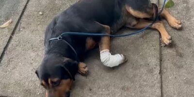 Cachorro é baleado por traficantes em favela no Rio após ser ‘jurado de morte’