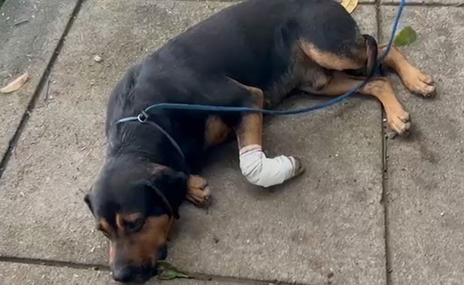 Cachorro é baleado por traficantes em favela no Rio após ser ‘jurado de morte’