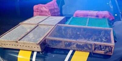 Polícia apreende mais de mil aves silvestres em Petrópolis