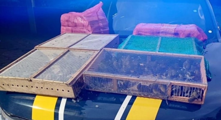 Polícia apreende mais de mil aves silvestres em Petrópolis